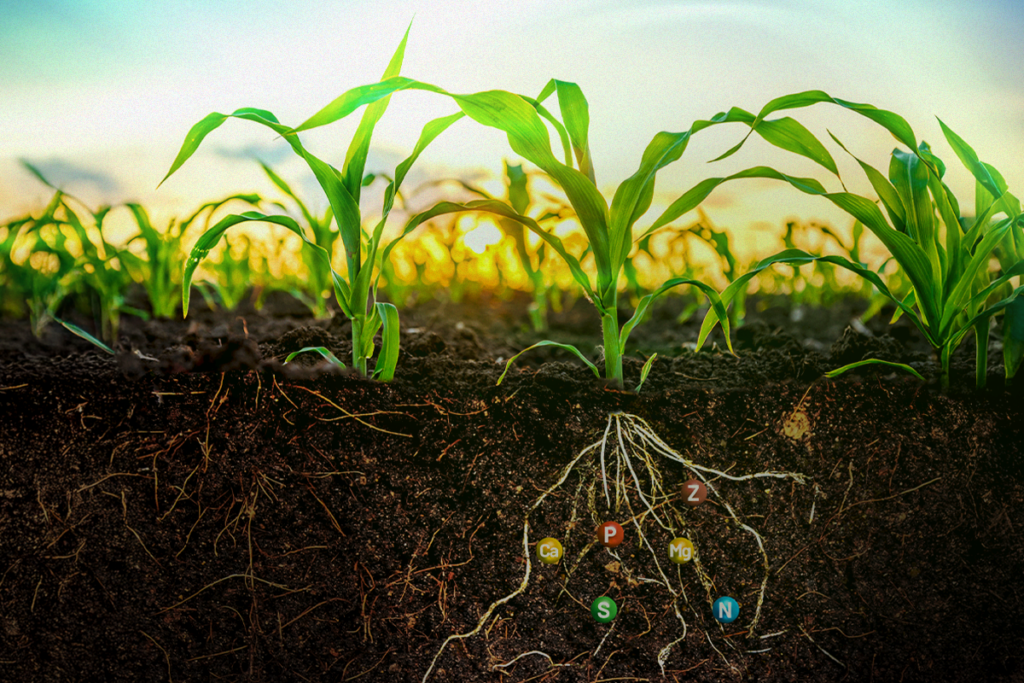 Dicas para Potencializar a Lavoura com Fertilizantes Especiais