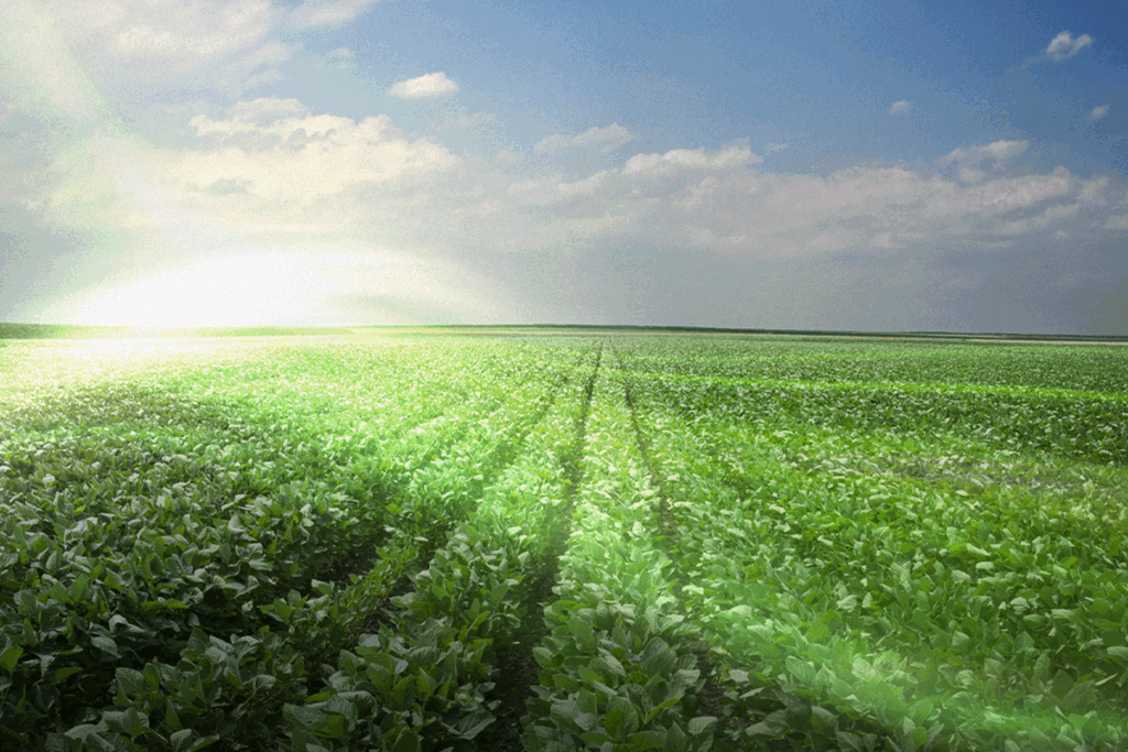 NOVA DO BRASIL - BLOG - FERTILIZANTES MICRO E MINIGRANULADOS: BENEFÍCIOS PARA PRODUTORES RURAIS