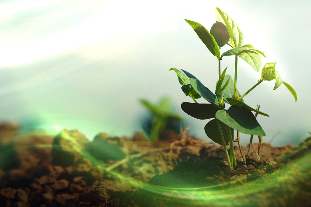 inoculantes e produtividade, planta de soja tratada, nova do brasil líder em biotecnologia, produtividade agrícola