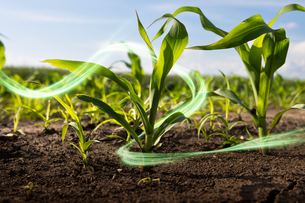 Microrganismos endofíticos: a biotecnologia que transforma crescimento vegetal e nutrição em resiliência e produtividade